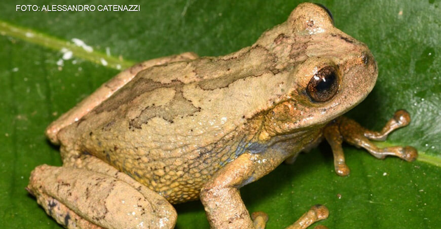 Descubren nueva especie de rana marsupial en un área de conservación regional Huancavelica Perú