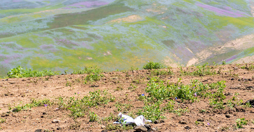 Serfor exhorta a proteger las lomas costeras de Tacna y Moquegua Perú