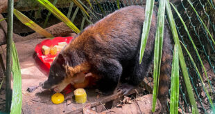 Serfor rescata a coatí que era mantenido como mascota en Tacna Perú