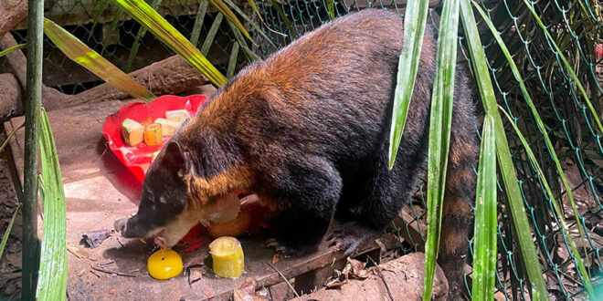 Serfor rescata a coatí que era mantenido como mascota en Tacna Perú