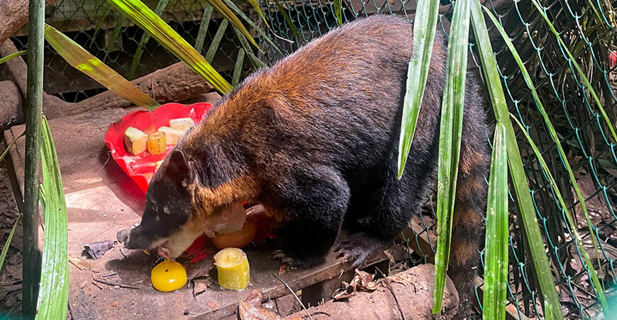 Serfor rescata a coatí que era mantenido como mascota en Tacna Perú