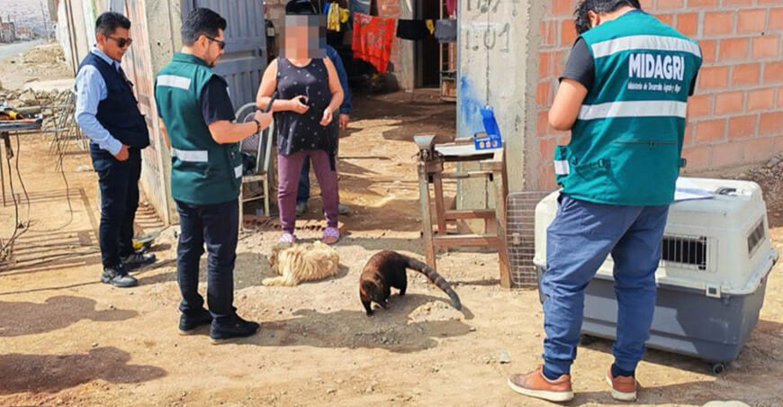 Serfor rescata a coatí que era mantenido como mascota en Tacna Perú