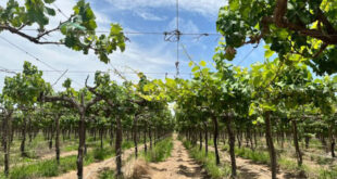 Evalúan efectos del cambio climático en la vitivinicultura mediante seguimiento fenológico de la vid Ica Perú