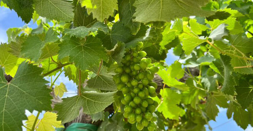 Evalúan efectos del cambio climático en la vitivinicultura mediante seguimiento fenológico de la vid Ica Perú