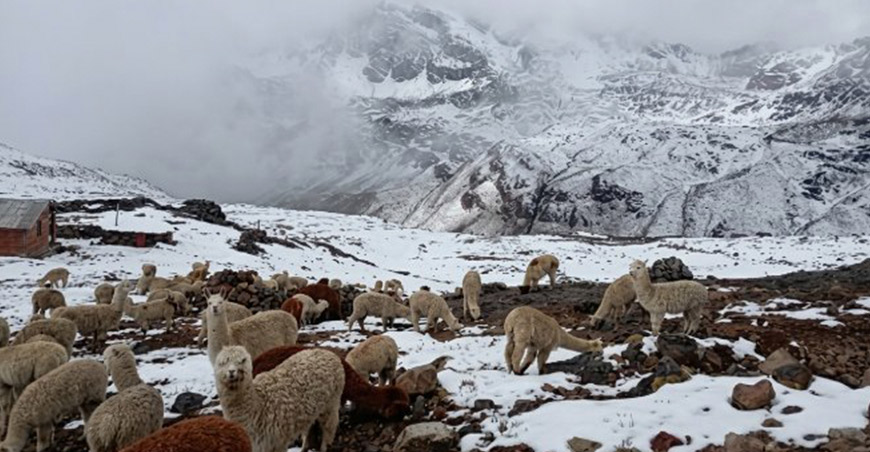 Altas temperaturas diurnas y heladas nocturnas afectan cultivos y camélidos Puno Perú Senamhi