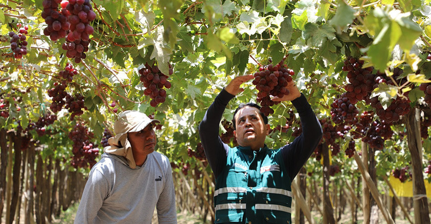 Senasa Perú certificación exportación uva mesa peruana