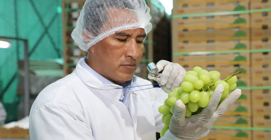 Senasa Perú certificación exportación uva mesa peruana