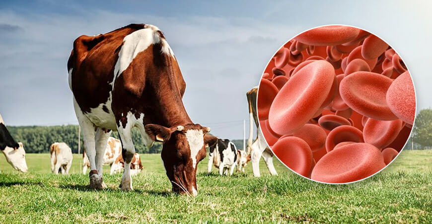 Conoce los nuevos requisitos para importar plasma o hemoglobina en polvo desde Argentina