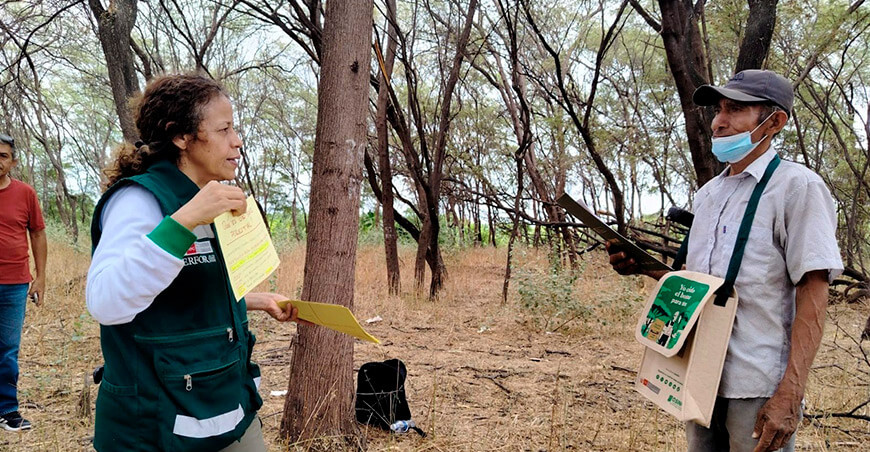 Serfor y Osinfor orientan a titulares para el aprovechamiento legal de palo santo y algarrobo Piura Perú