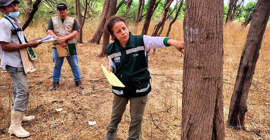 Serfor y Osinfor orientan a titulares para el aprovechamiento legal de palo santo y algarrobo