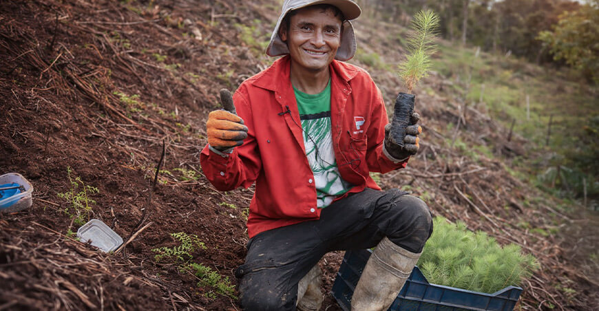 Serfor plantaciones forestales pino productor Perú