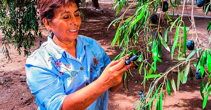 Valle del Algarrobal destaca por su producción de olivo y recibe reconocimiento en Summum Moquegua Perú