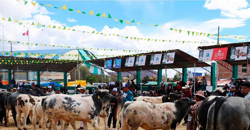 Primer Toro Raymi ganado vacuno engordado Puno Perú