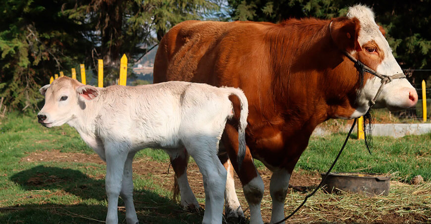 Centro Genético Tartar Grande logra primer nacimiento de ternera Brown Swiss por transferencia de embriones Cajamarca Perú