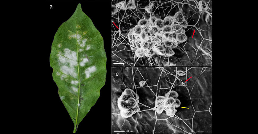 Investigadores de la UNTRM identifican hongos con potencial para el control biológico de la roya del café