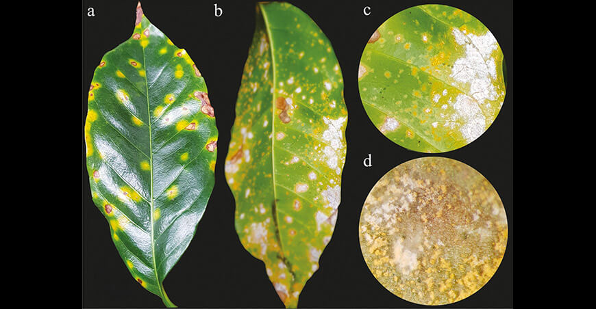 Investigadores de la UNTRM identifican hongos con potencial para el control biológico de la roya del café Perú