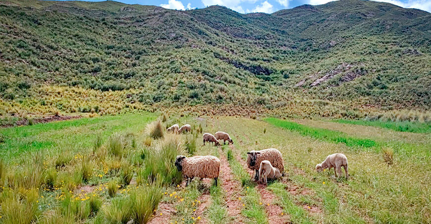 UNTRM investiga la diversidad genética de los ovinos criollos para impulsar su conservación y mejoramiento Perú 