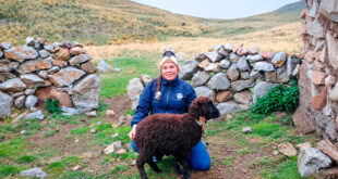 UNTRM investiga la diversidad genética de los ovinos criollos para impulsar su conservación y mejoramiento Perú