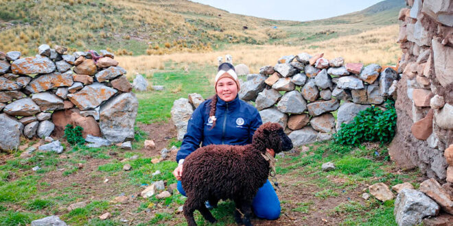 UNTRM investiga la diversidad genética de los ovinos criollos para impulsar su conservación y mejoramiento Perú
