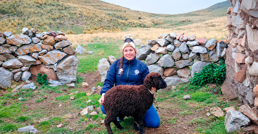 UNTRM investiga la diversidad genética de los ovinos criollos para impulsar su conservación y mejoramiento Perú