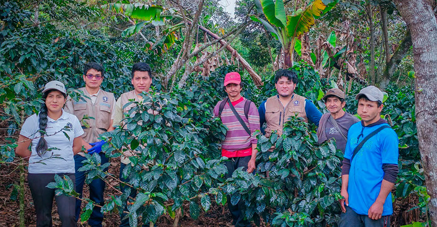 UNTRM investiga alternativas para una producción sostenible de café en Amazonas Perú