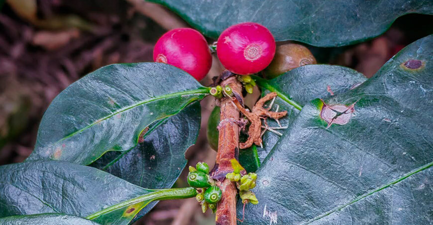 UNTRM investiga alternativas para una producción sostenible de café en Amazonas Perú