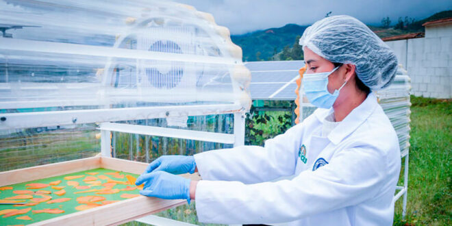 UNTRM evalúa tecnologías sostenibles para conservar frutas y aprovechar la energía solar Amazonas Perú