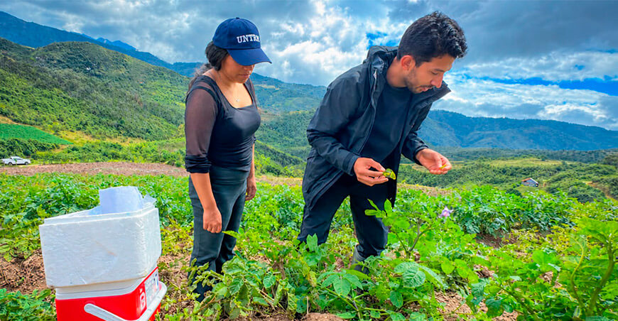 Impulsan cooperación científica para la edición génica de cultivos Perú UNTRM SLU