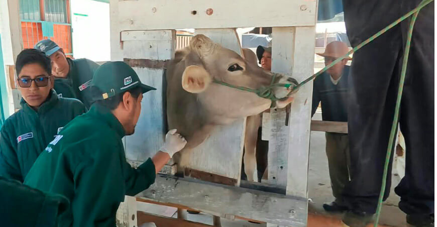 INIA evalúa adaptación de vacunos Brown Swiss a la altura en Junín Perú