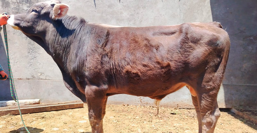 INIA evalúa adaptación de vacunos Brown Swiss a la altura en Junín Perú