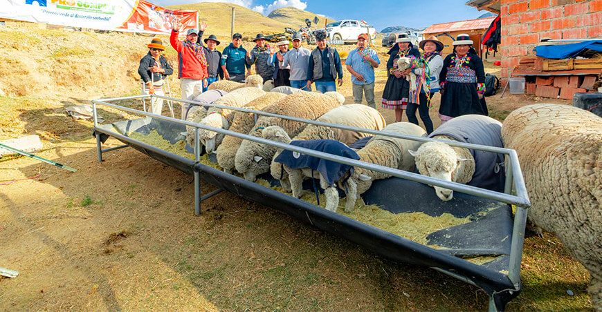 Entregan reproductores y equipos para mejorar la ganadería ovina en Pata Corral Pata Apurímac Perú