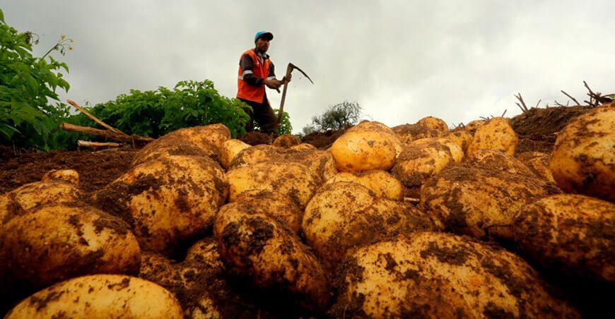 cosecha y producción de papa Perú