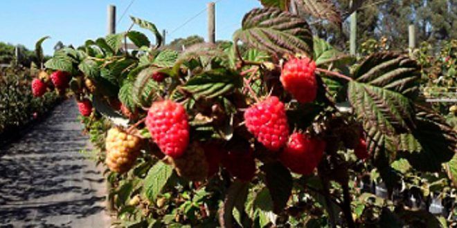 cultivo frambuesas Perú