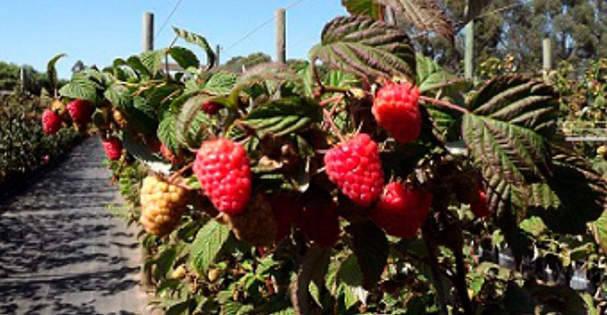 cultivo frambuesas Perú