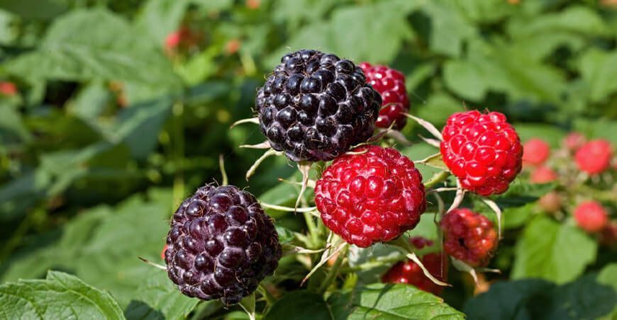 mora frambuesas frutos del bosque