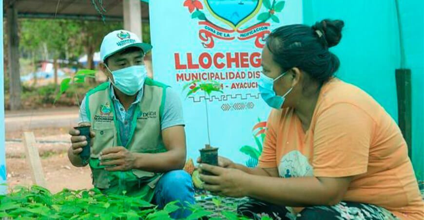 Producen más de medio millón de plantones de especies forestales en el Vraem