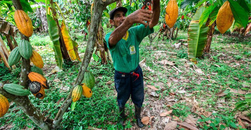 productores de cultivo de cacao Perú