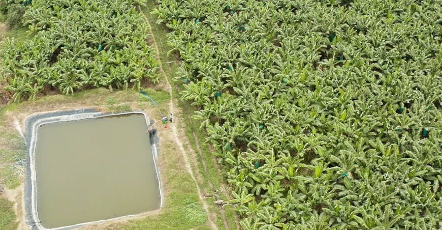 Piura: innovador plan optimiza riego y potencia la producción de banano orgánico