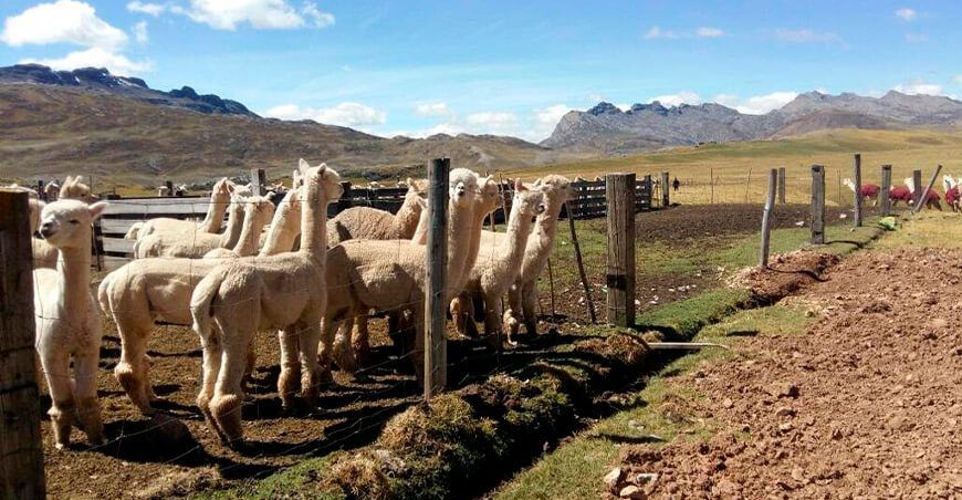 alpacas camélidos sudamericanos