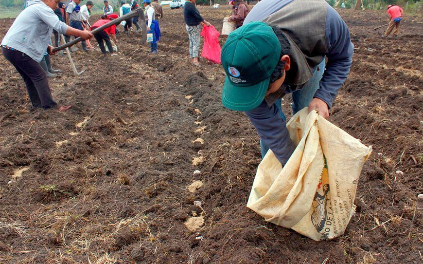 Campaña agrícola Perú