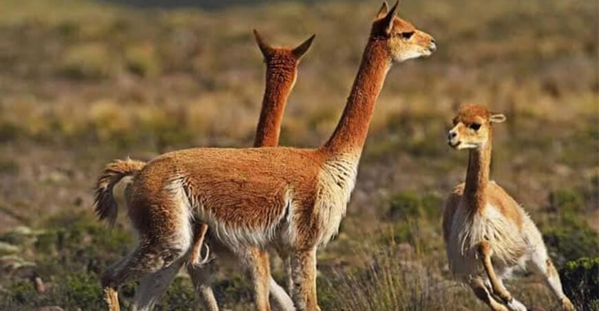 Vicuñas camélidos sudamericanos