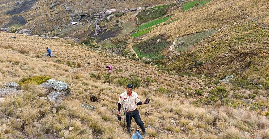 instalarán plantones de pino en la Libertad