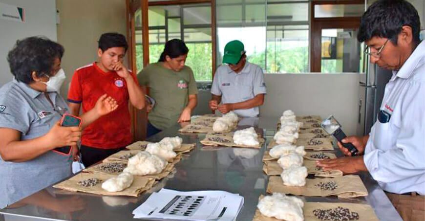 INIA algodón Perú