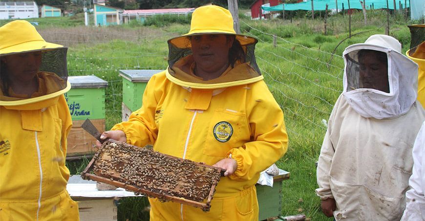 apicultura colmenas miel de abeja