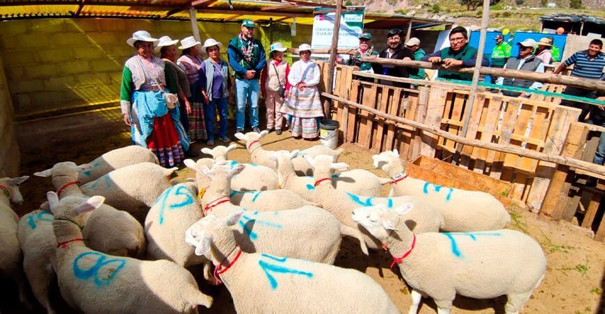 Agro Rural ganadería crianza de ovinos Arequipa