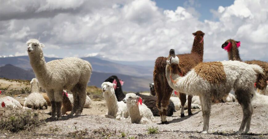 alpacas y llamas camélidos sudamericanos Perú