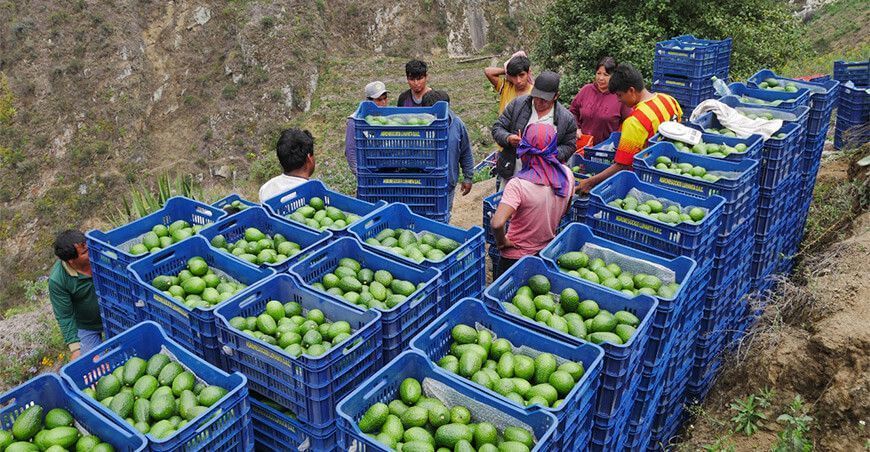 producción de palta orgánica Áncash