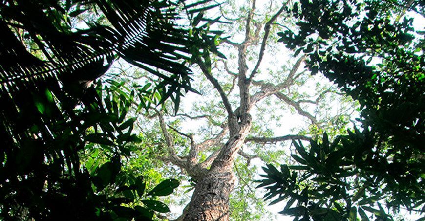 productos forestales de todas las especies del género Cedrela