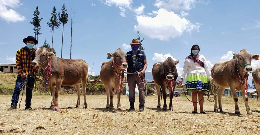 vacas brown swiss