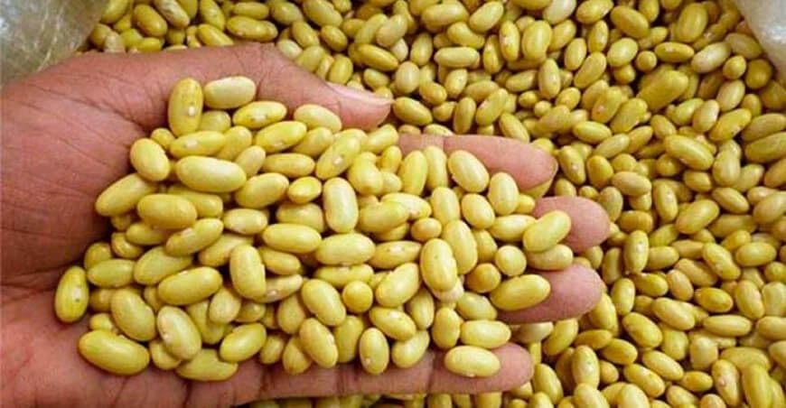 Exportaciones de frijol Perú